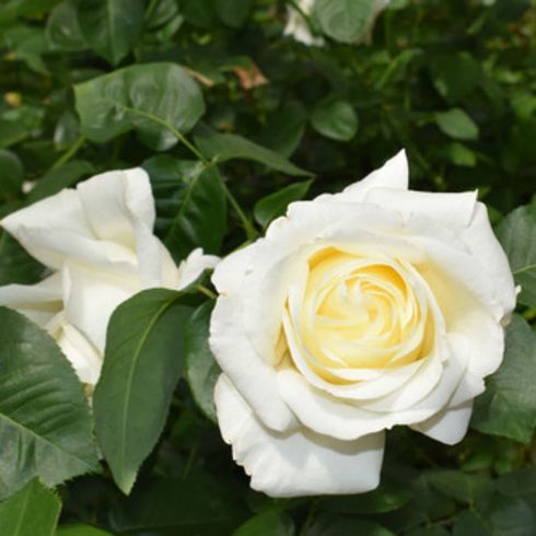 Роза чайно-гибридная "White Chocolate" (Уайт Шоколад)