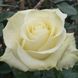 Троянда чайно-гібридна "White Chocolate" (Уайт Шоколад)