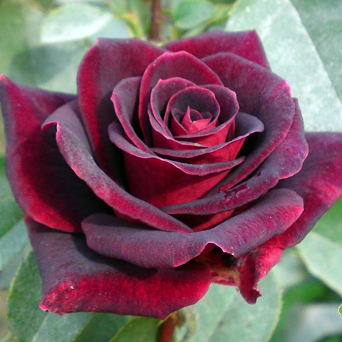 Роза чайно-гибридная "Black Prince" (Блэк Принц)