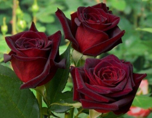 Троянда чайно-гібридна "Black Prince" (Блек Принц)