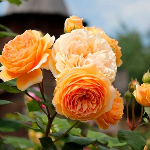 Троянда паркова "Crown Princess Margareta" (Кроун Принцеса Маргарет)