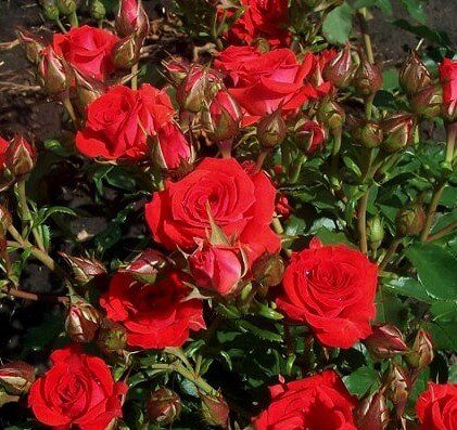 Роза бордюрная "Red Mikado" (Ред Микадо)