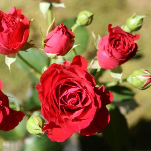Троянда бордюрна "Red Mikado" (Ред Мікадо)