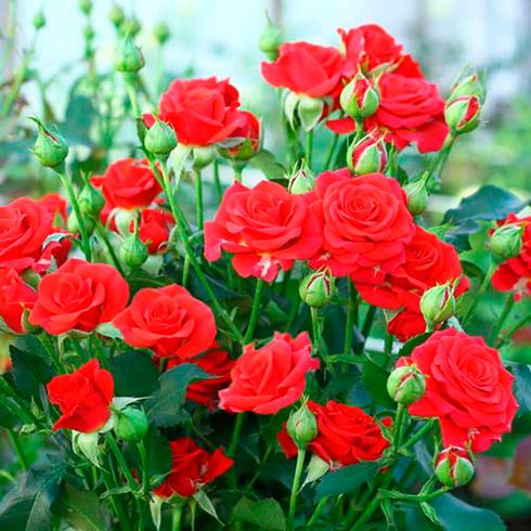 Троянда бордюрна "Red Mikado" (Ред Мікадо)