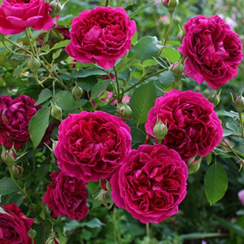 Троянда паркова "Wiliam Shakespeare" (Вільям Шекспір)
