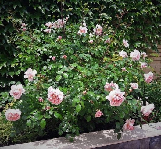 Троянда паркова "Wiliam Morris" (Вільям Морріс)