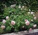 Троянда паркова "Wiliam Morris" (Вільям Морріс)