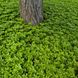 Пахізандра верхівкова "Green Carpet" (Грін Карпет)