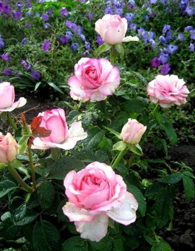 Роза чайно-гибридная "Dolce Vita" (Дольче Вита)