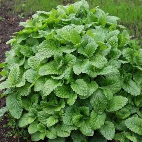 Мелисса "Lemon Balm"