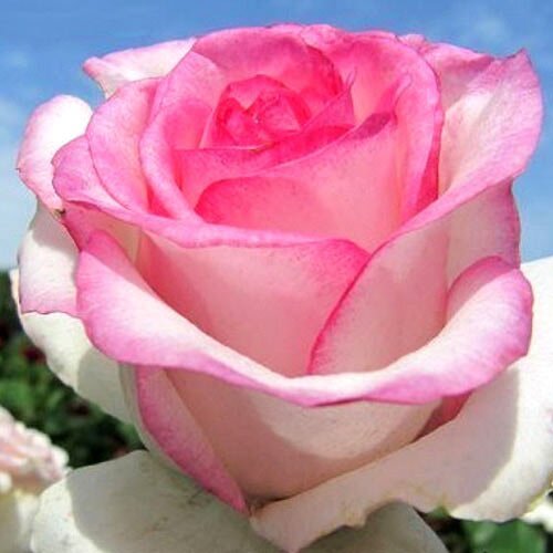 Роза чайно-гибридная "Dolce Vita" (Дольче Вита)