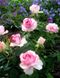 Троянда чайно-гібридна "Dolce Vita" (Дольче Віта)