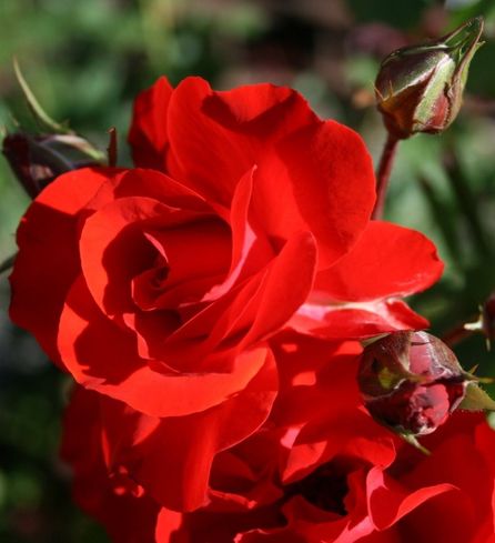 Троянда бордюрна "Satchmo" (Сатчмо)