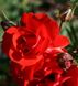 Троянда бордюрна "Satchmo" (Сатчмо)