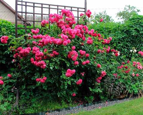 Роза плетистая "Laguna" (Лагуна) – купить саженцы. Роза плетистая арт. БМ0006255 в садовом центре «Botanic Market». Товар имеется в наличии