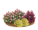 Летние краски