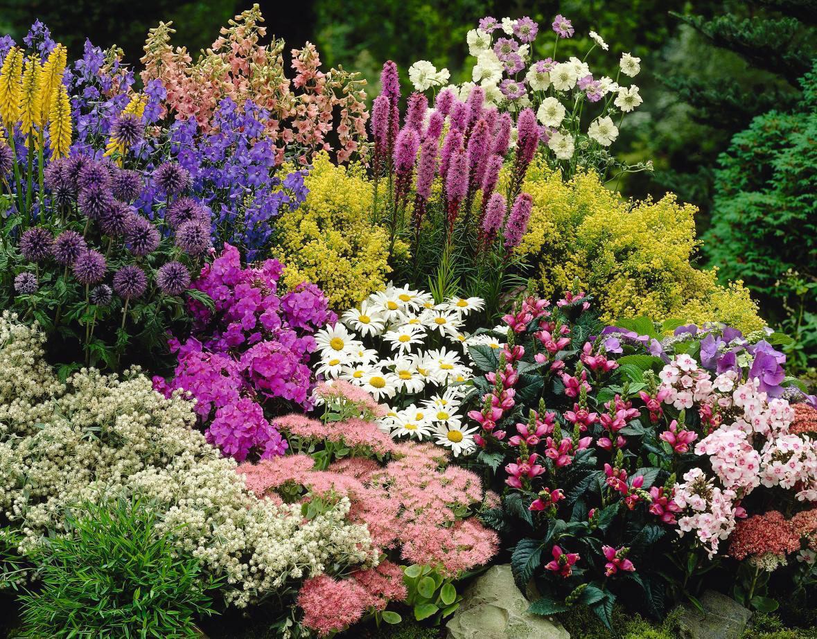 25 многолетников цветущие всё лето. Жёлтые, синие, пурпурные цветы украсят ваш сад и дачу