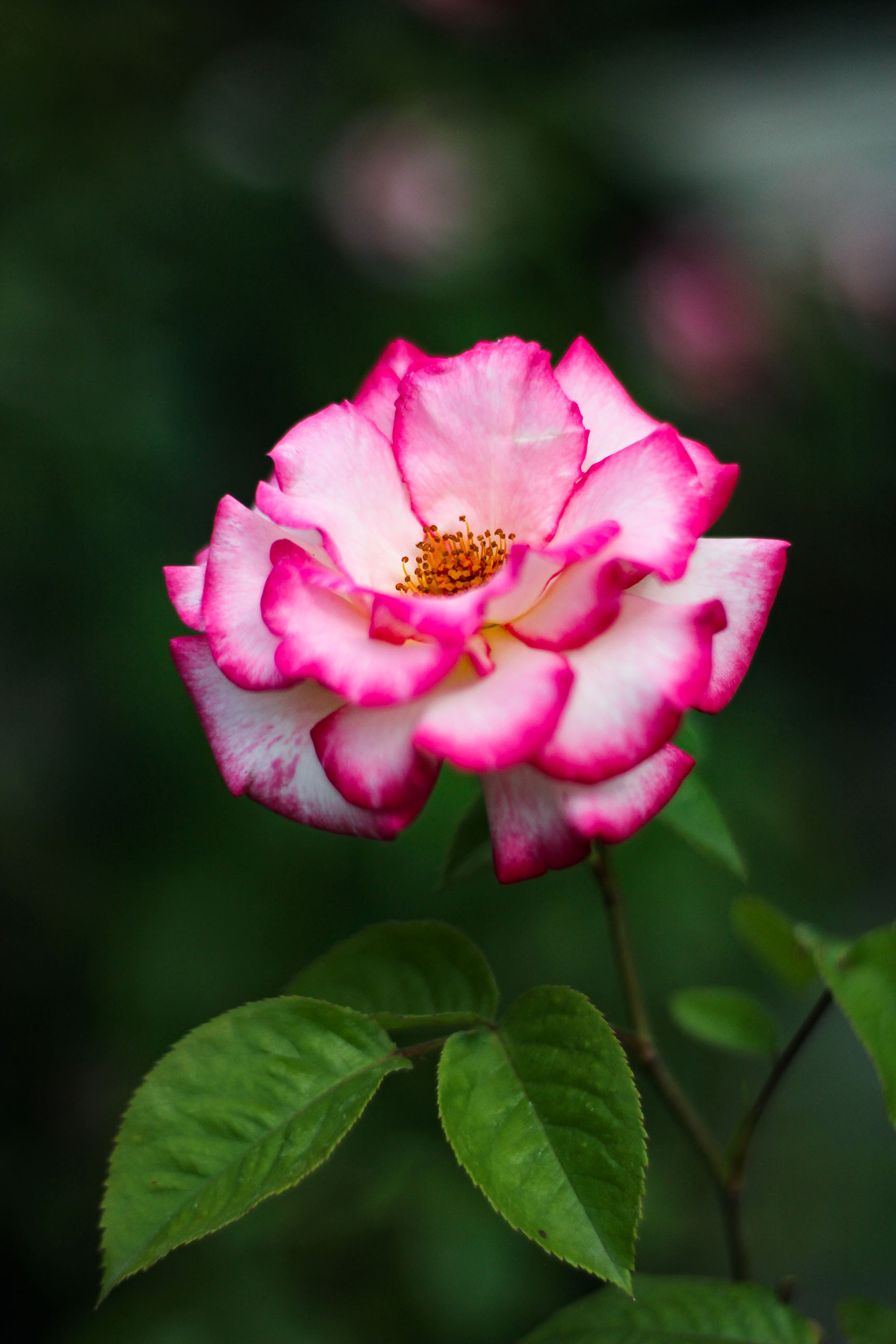Роза Handel / Хендель (роза плетистая), 1 саженец : цена, описание ...