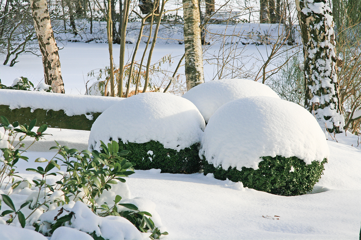 Подготовка растений к зиме – новости в блоге Садового Центра «BotanicMarket»