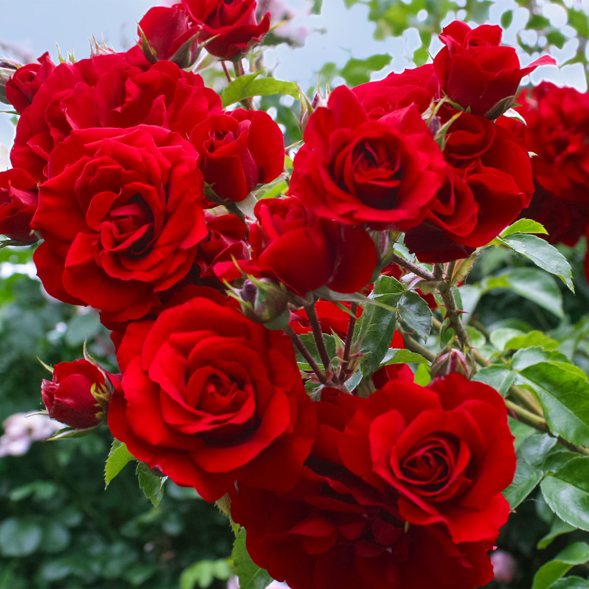 Плетистая роза Амадеус (Amadeus): описание сорта, характеристика ...
