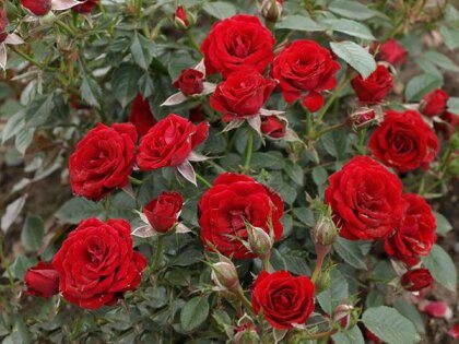 Роза почвопокровная "Scarlet".