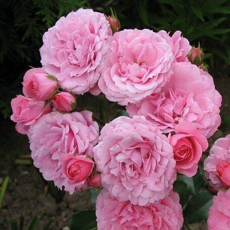 Роза шраб "Royal Bonica".