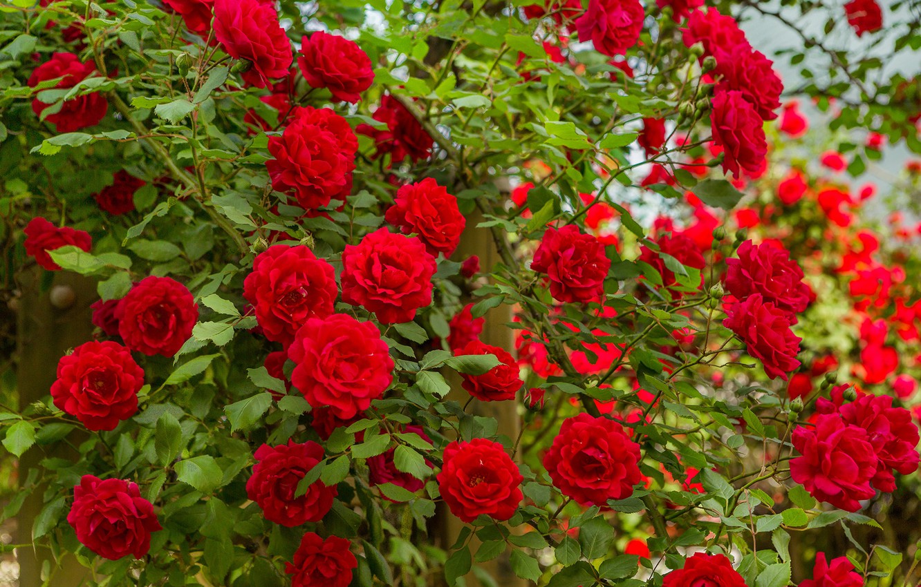 Поліантові троянди: сорти, види, догляд 