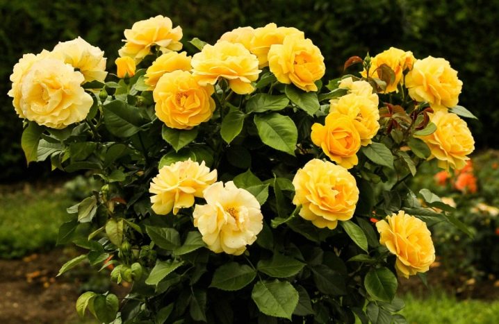 10 сортів троянд для трояндознавця – початківця