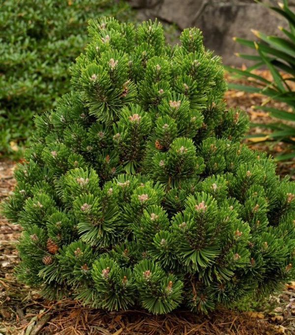 Сосна гірська виду Pinus mugo Compact
